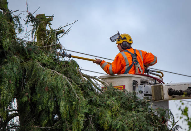 Holbrook, AZ Tree Services Company