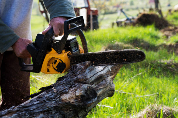 How Our Tree Care Process Works  in  Holbrook, AZ